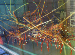 バリニクマット3