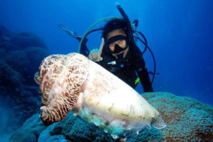 アメッドエリア5