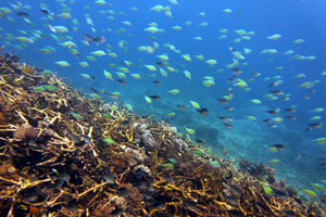 アメッドエリア1