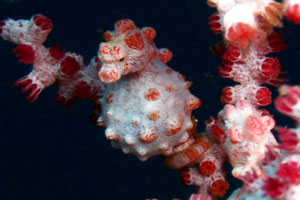 アメッドエリア2