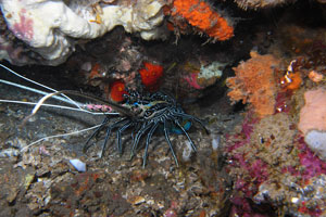 アメッドエリア4