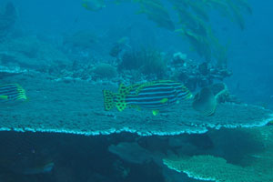 レンボガン＆ヌサペニダ島5