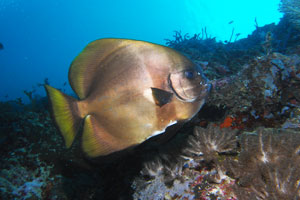 ムンジャガンエリア2