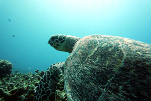 ムンジャガンエリア5