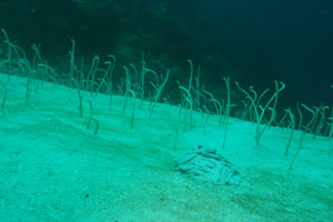 ムンジャガンエリア1