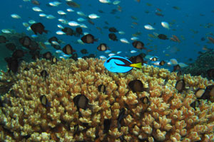 ムンジャガンエリア4