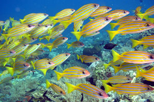 パダンバイエリア5