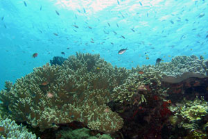 パダンバイエリア4