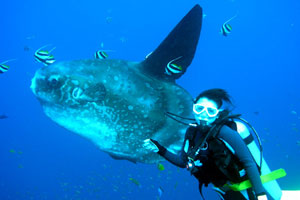 マンボウポイント1