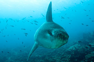 マンボウポイント11