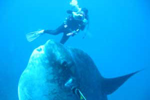 マンボウポイント12