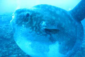 マンボウポイント13