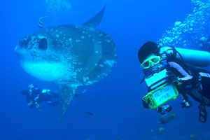 マンボウポイント2