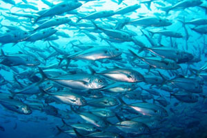 トゥランベンエリア1