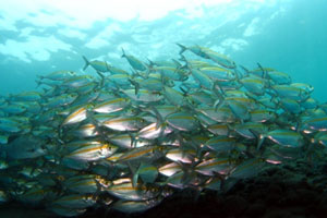 トゥランベンエリア7