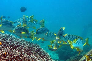 バリビューダイブセンター2