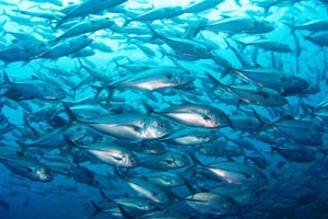 バリビューダイブセンター3