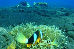 ブルーシーズンバリ5