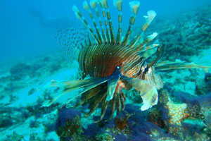 ブルーシーズンバリ6