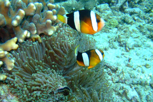 ダイブダイブダイブバリ3