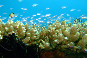 ダイブダイブダイブバリ4