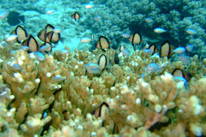 ダイブダイブダイブバリ5