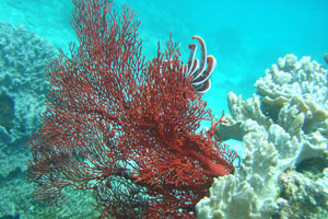 ダイブダイブダイブバリ6