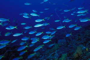 バリダイビングアカデミー2