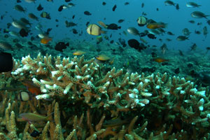 バリダイビングアカデミー3