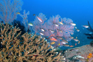 バリダイビングアカデミー5