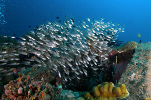 バリダイビングアカデミー1