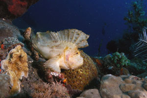 バリダイビングアカデミー3