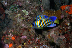 バリダイビングアカデミー4