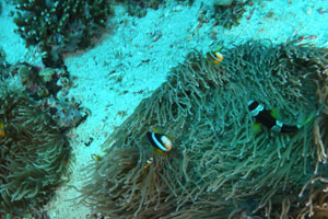 バリダイビングアカデミー6