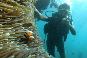 トロピカルな魚
