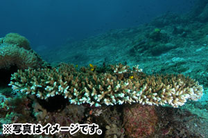 バトゥアバ（ヌサ・ペニダ東部）5