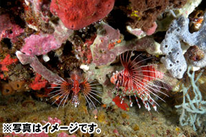 バトゥアバ（ヌサ・ペニダ東部）6