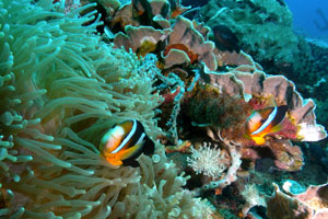 エナダイブセンター3