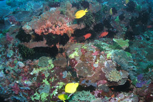 ギリ・テペコンエリア1