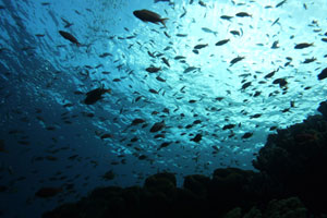 ギリ・テペコンエリア3