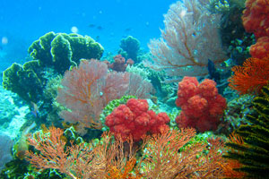 ノーチラスダイビングバリ1