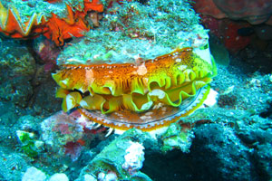 ノーチラスダイビングバリ6