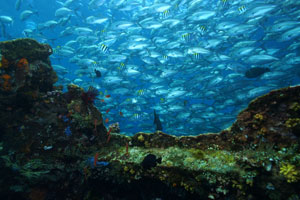 ノーチラスダイビングバリ2