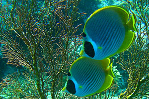 ノーチラスダイビングバリ3