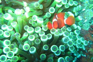 ノーチラスダイビングバリ4