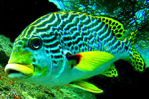 ノーチラスダイビングバリ5