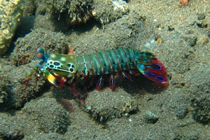 ノーチラスダイビングバリ6