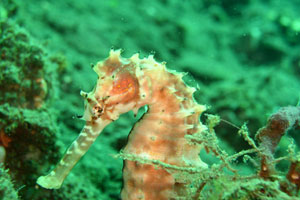 PJ（プリ・ジャティ）1