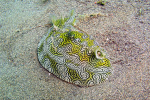 PJ（プリ・ジャティ）2