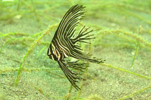 PJ（プリ・ジャティ）3